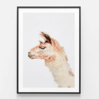 Animals art prints -Llama- Canvas Prints - Poster Prints - Image 6