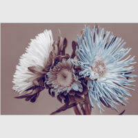 Botanical art prints - Chrysanthemum - Canvas Prints - Poster Prints - Image 2