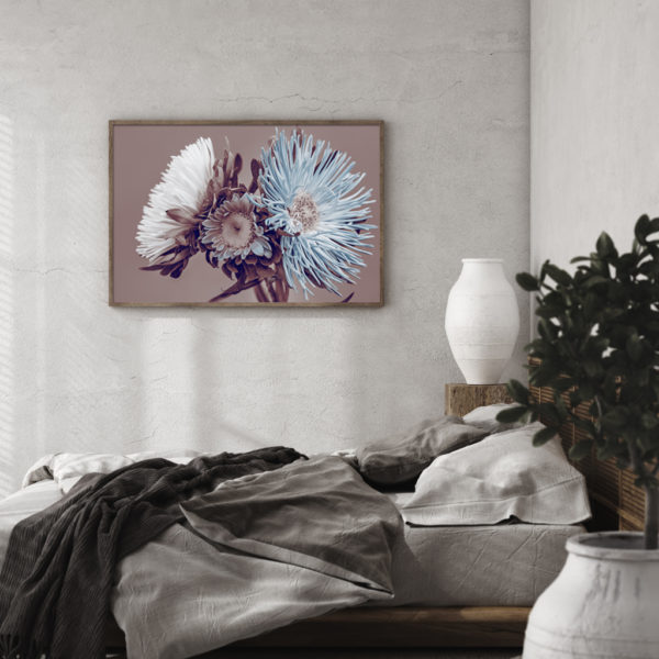 Botanical art prints - Chrysanthemum - Canvas Prints - Poster Prints