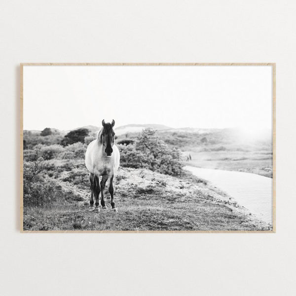 Animals art prints -Black and white horse- Canvas Prints - Poster Prints - Image 2