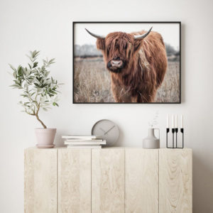 Animals art prints - Highland Cow - Canvas Prints - Poster Prints