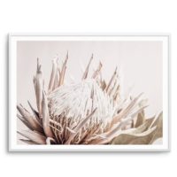 Wall art - Pure Protea II - Canvas Prints - Poster Prints - Image 3