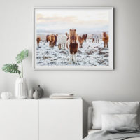 Animals art prints - Wild Horses - Canvas Prints - Poster Prints