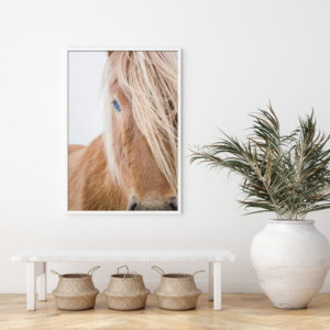 Wall art - Horse - Canvas Prints - Poster Prints