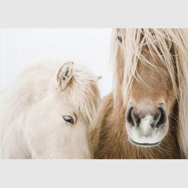 Wall art - Horses - Canvas Prints - Poster Prints - Image 3