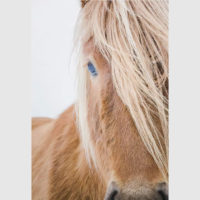 Wall art - Horse - Canvas Prints - Poster Prints - Image 3
