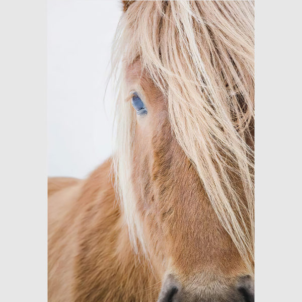 Wall art - Horse - Canvas Prints - Poster Prints - Image 3