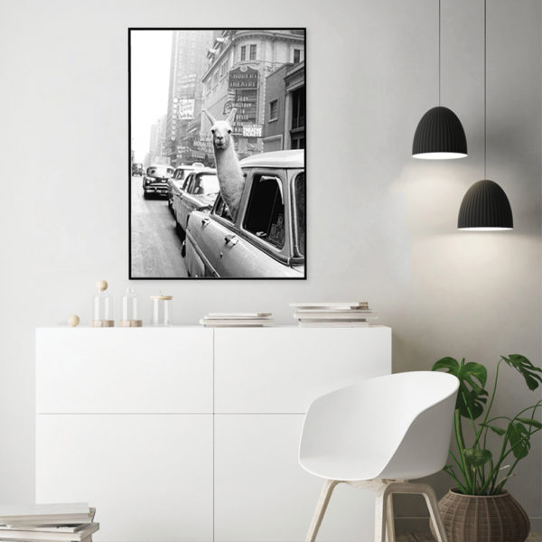 Wall art - Black and White Alpaca in Taxi New York City - Canvas Prints - Poster Prints