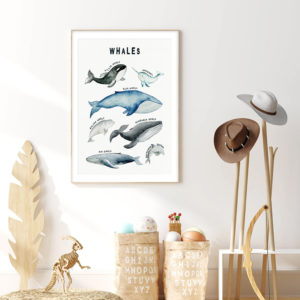 Wall art - Whales Chart - Canvas Prints - Poster Prints