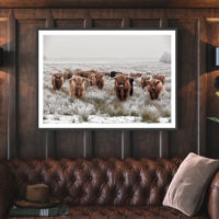 Wall art - Highland Cows - Canvas Prints - Poster Prints