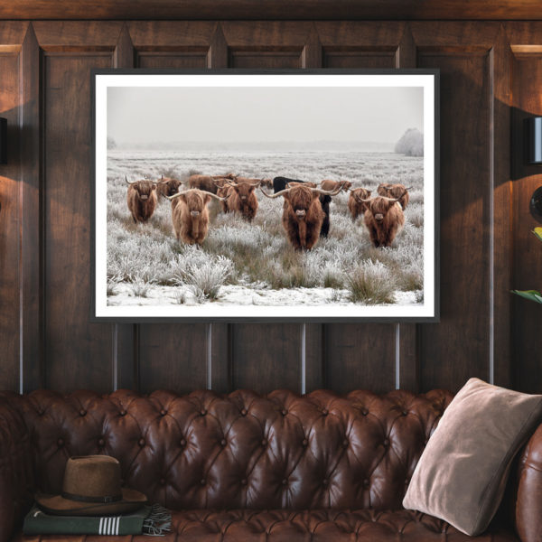 Wall art - Highland Cows - Canvas Prints - Poster Prints