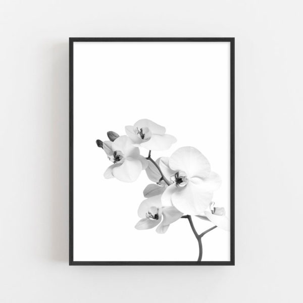 Wall art - Orchid - Canvas Prints - Poster Prints - Image 2