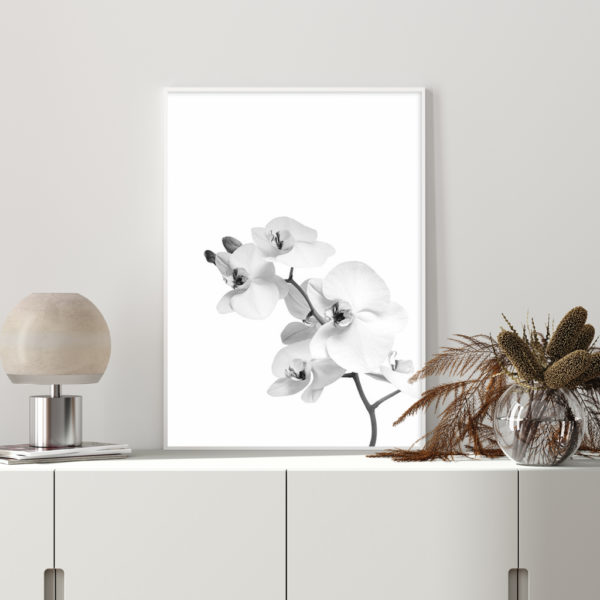 Wall art - Orchid - Canvas Prints - Poster Prints