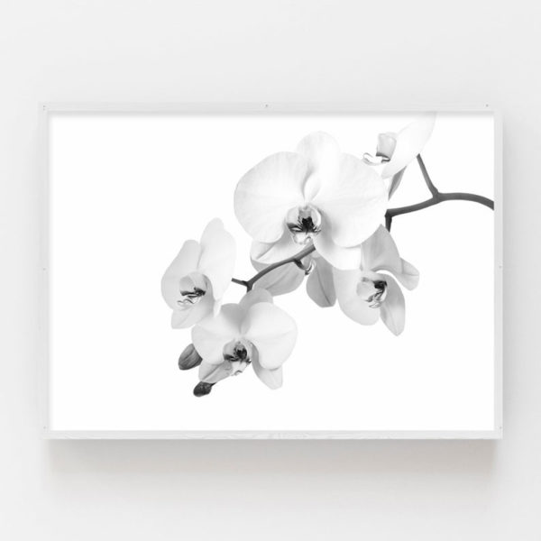 Wall art - White Orchid - Canvas Prints - Poster Prints - Image 3