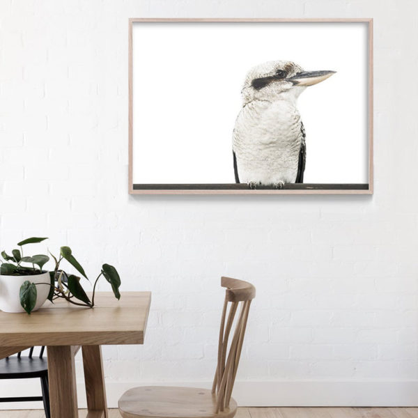 Wall art - Native Kookaburra- Canvas Prints - Poster Prints