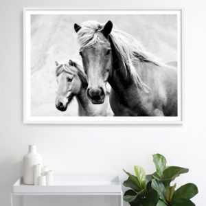 Wall art - Horses Black and White - Canvas Prints - Poster Prints