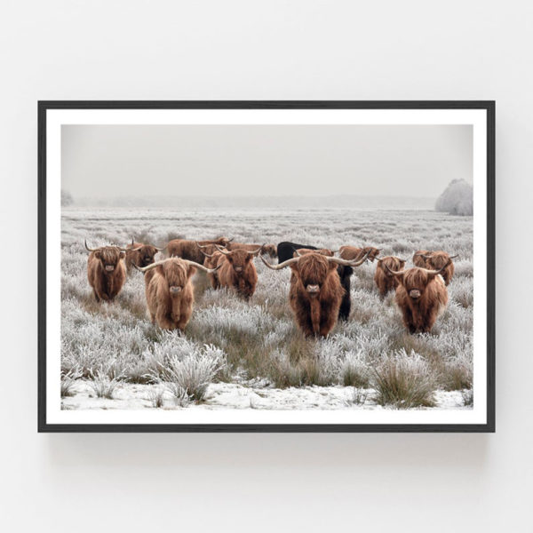 Wall art - Highland Cows - Canvas Prints - Poster Prints - Image 3