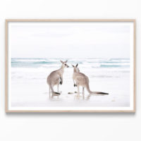 Wall art - Kangaroo - Canvas Prints - Poster Prints - Image 3