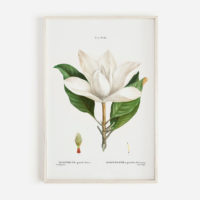 Wall art - Magnolia Grandi Flora 2 sets- Canvas Prints- Poster Prints - Image 4