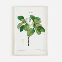 Wall art - Magnolia Grandi Flora 2 sets- Canvas Prints- Poster Prints - Image 3