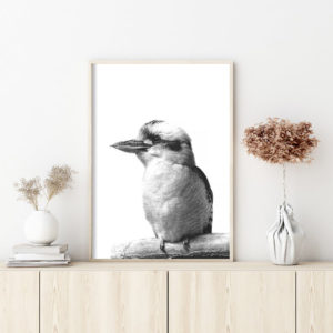 Wall art - Kookaburra - Canvas Prints - Poster Prints