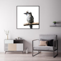 Wall Art - Kookaburra Square Size - Canvas Prints-Poster Prints