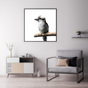Wall Art - Kookaburra Square Size - Canvas Prints-Poster Prints