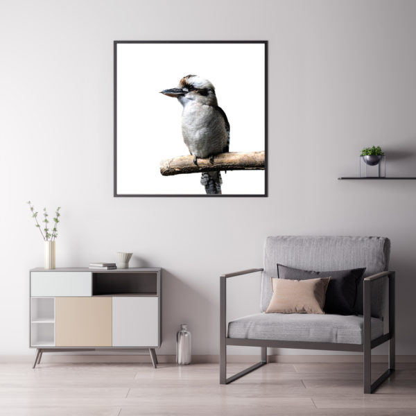 Wall Art - Kookaburra Square Size - Canvas Prints-Poster Prints