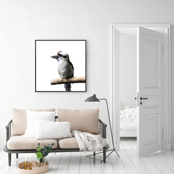 Wall Art - Kookaburra Square Size - Canvas Prints-Poster Prints - Image 2