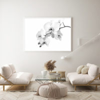 Wall art - White Orchid - Canvas Prints - Poster Prints