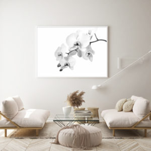 Wall art - White Orchid - Canvas Prints - Poster Prints
