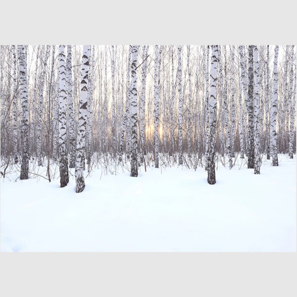 Wall art - Winter birch grove - Canvas Prints - Poster Prints - Image 2
