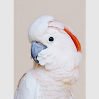 Wall art - Cockatoo III - Canvas Prints - Poster Prints - Image 3