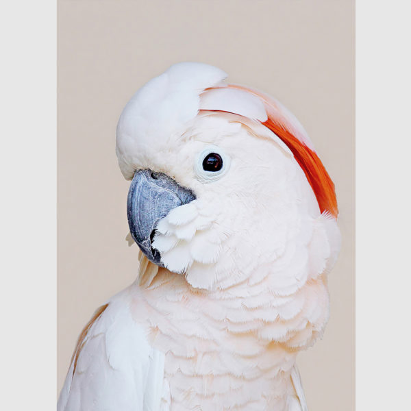 Wall art - Cockatoo III - Canvas Prints - Poster Prints - Image 3
