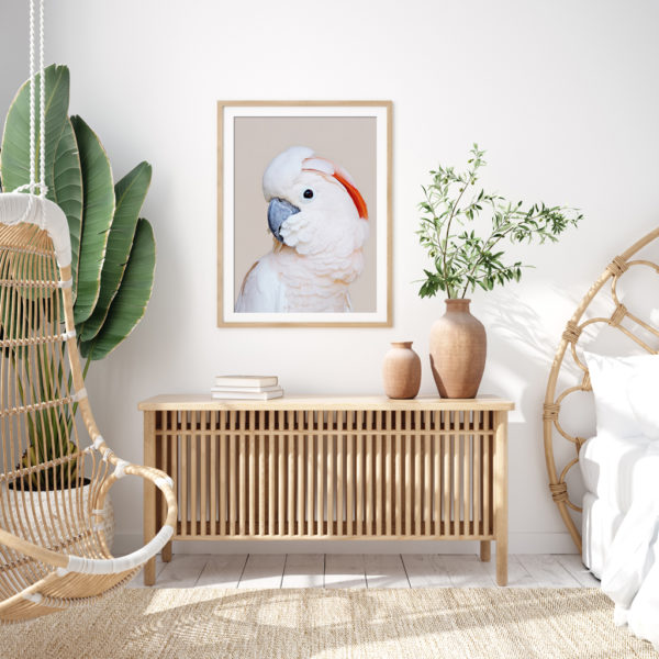 Wall art - Cockatoo III - Canvas Prints - Poster Prints - Image 2