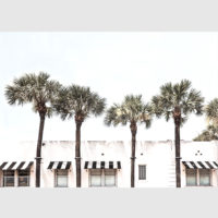 Wall art - Palm Trees - Canvas Prints - Poster Prints - Image 2