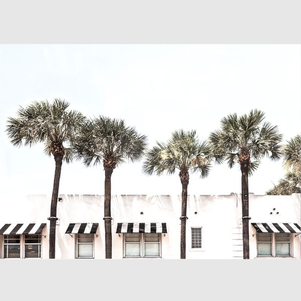Wall art - Palm Trees - Canvas Prints - Poster Prints - Image 2