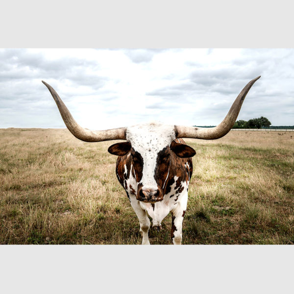 Animals art prints - Nursery Animal Deco - Canvas Prints - Poster Prints - Image 2