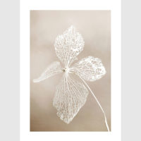 Wall art - Dried Flower 2 sets- Canvas Prints- Poster Prints - Image 2