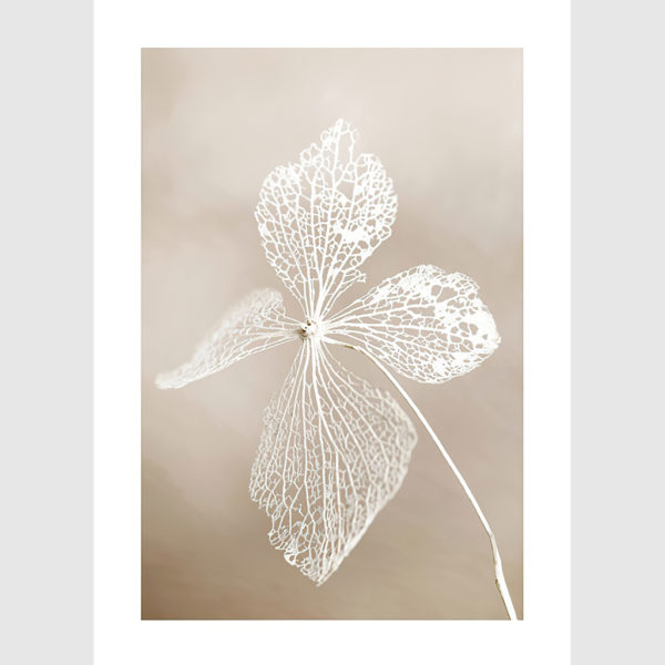 Wall art - Dried Flower 2 sets- Canvas Prints- Poster Prints - Image 2