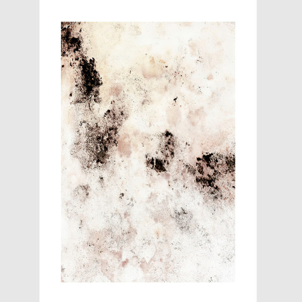 Wall art - Dried Flower 2 sets- Canvas Prints- Poster Prints - Image 3