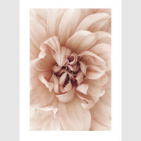 Wall art - Peach Dahlia 2 sets- Canvas Prints- Poster Prints - Image 2
