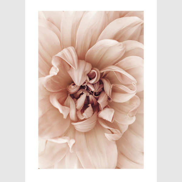 Wall art - Peach Dahlia 2 sets- Canvas Prints- Poster Prints - Image 2