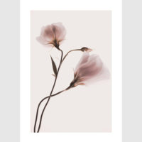 Wall Art - Garden Roses 3 sets - Poster Prints -Canvas Prints - Image 2