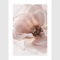 Wall Art - Garden Roses 3 sets - Poster Prints -Canvas Prints - Image 4