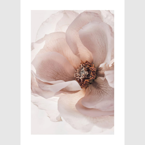 Wall Art - Garden Roses 3 sets - Poster Prints -Canvas Prints - Image 4