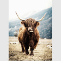 Wall art - Highland Cow - Canvas prints- Poster prints - Image 3