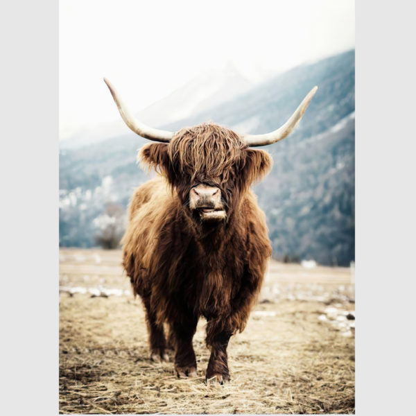 Wall art - Highland Cow - Canvas prints- Poster prints - Image 3