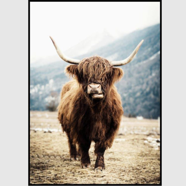 Wall art - Highland Cow - Canvas prints- Poster prints - Image 5