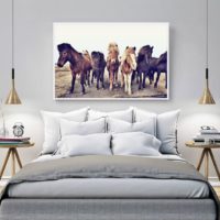 Wall art - Icelandic Horses - Canvas Prints - Poster Prints
